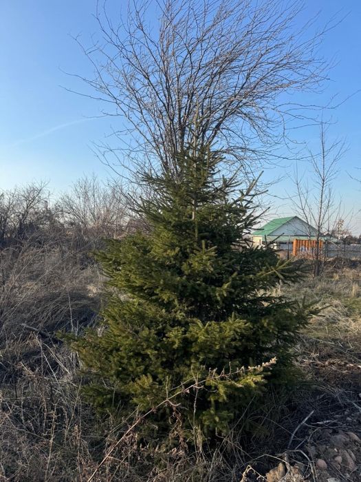 Продам Елки, ТУИ