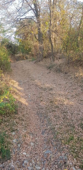 Продава се Парцел в Сапарева баня - 800 кв.м за 24 €/кв.м - Снимка #3