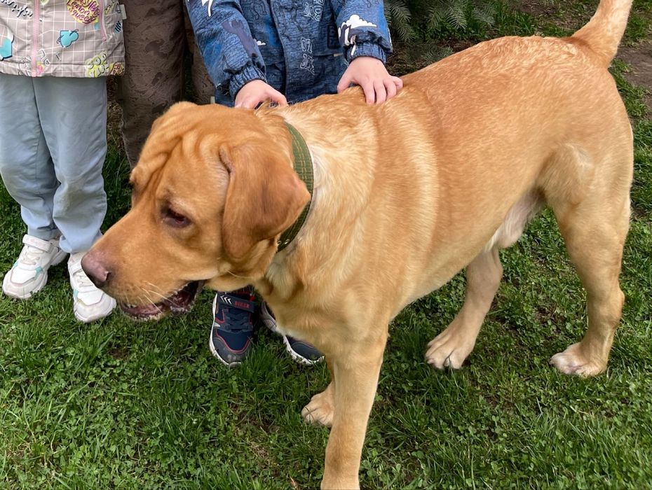 Вязка лабрадор.