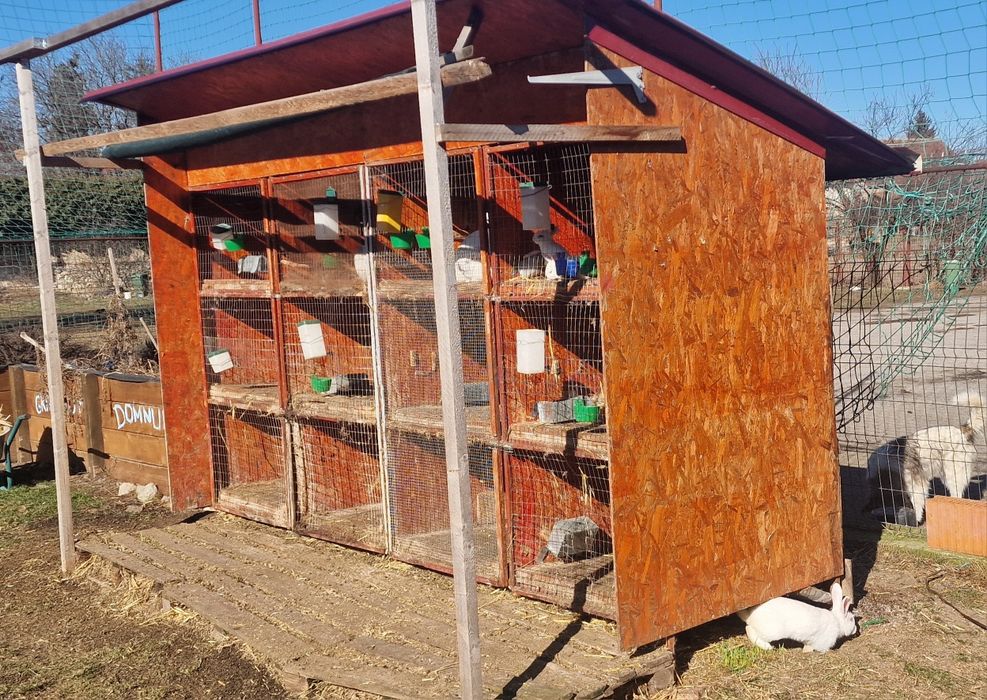 Iepuri 12 boxe pentru diverse rase