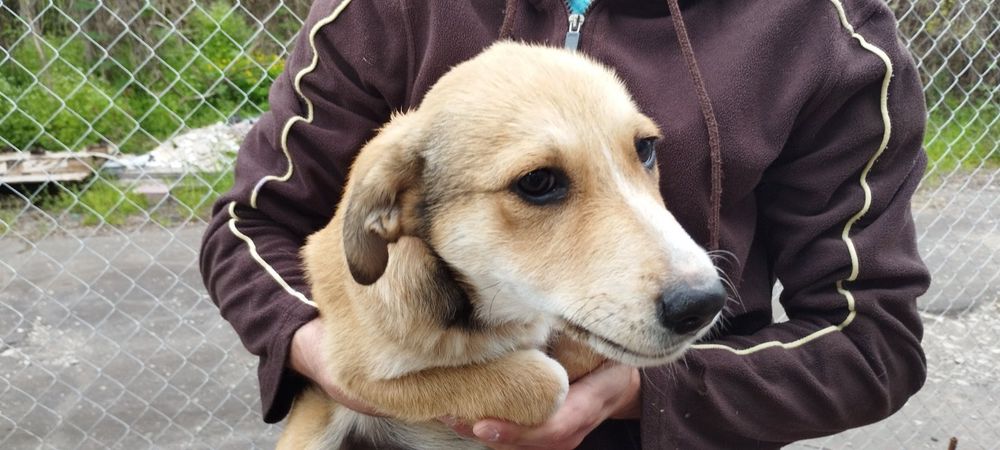 Подарявам Кученца (+ транспорт) кръстоска