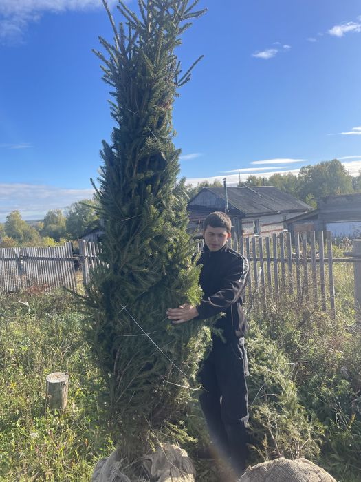 Ель зеленая сибирская