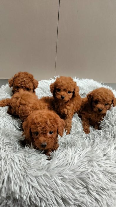 Teacup poodle ( teacup pudel) Afumati • OLX.ro