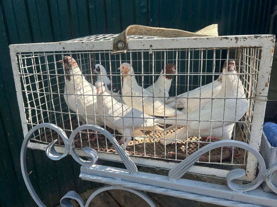 Продам белых голубей на торжество