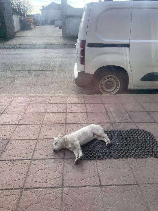 Кученце си търси любящ дом