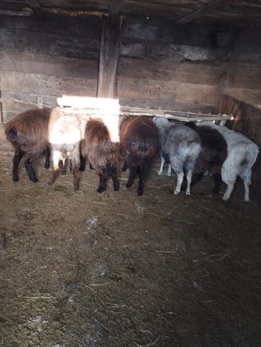 Тоқтылар сатылады