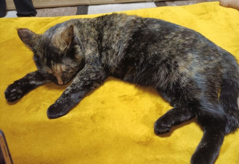 Отдам кошку в добрые руки