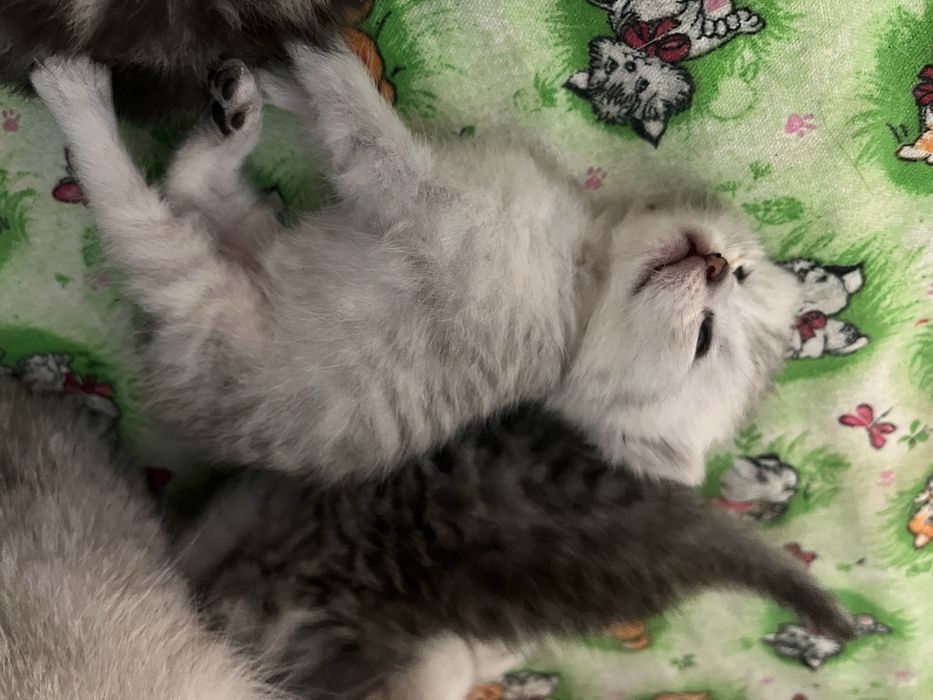 Котята Британские БРОНЬ