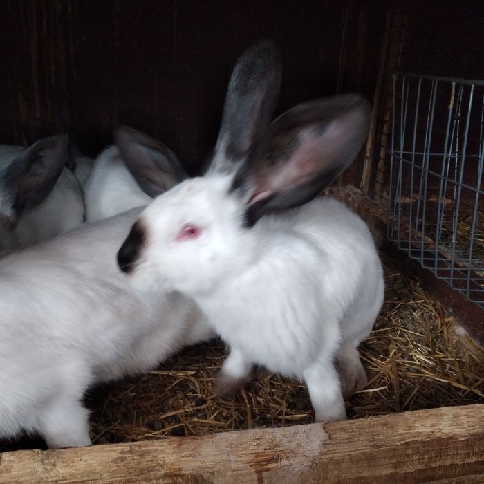 Disponibili iepuri urias de Transilvania tatuați