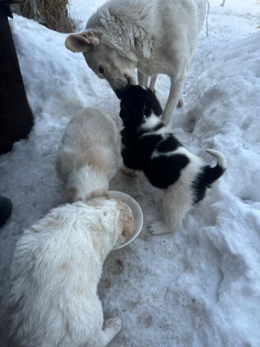 Отдам щенков в добрые руки