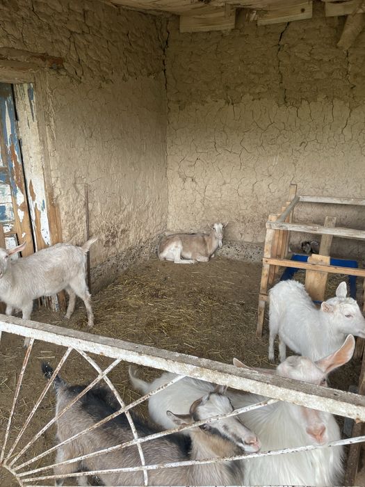 Орыс  алпиский ешкілер лағымен