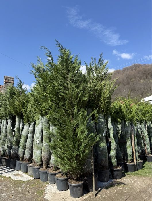 Cupressocyparis leylandii, pentru gard viu, rata prindere 100%