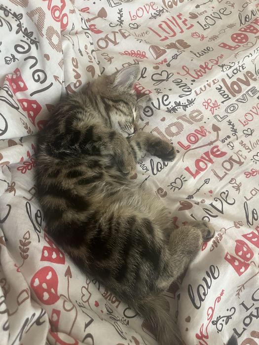 Продам котенка породестая девочка