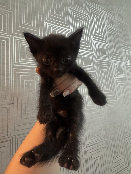Черные котята срочно 3шт
