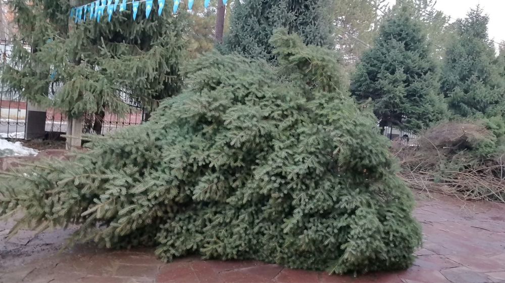 Живая новогодняя Ёлка