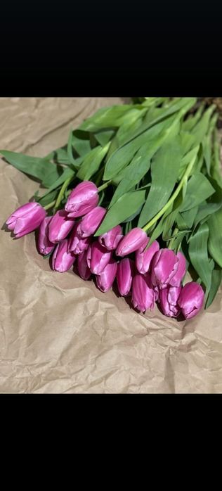 Тюльпаны голландские оптом с теплицы