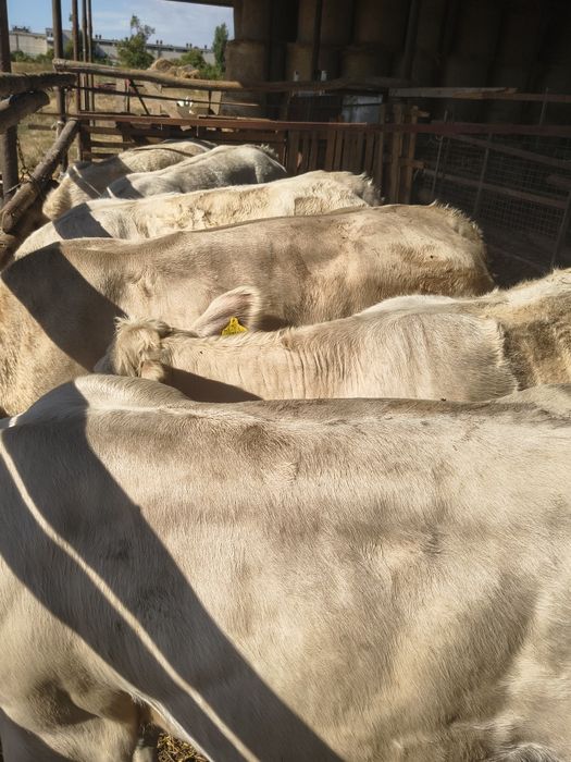 Juninci și tăurași rasa Charolaise