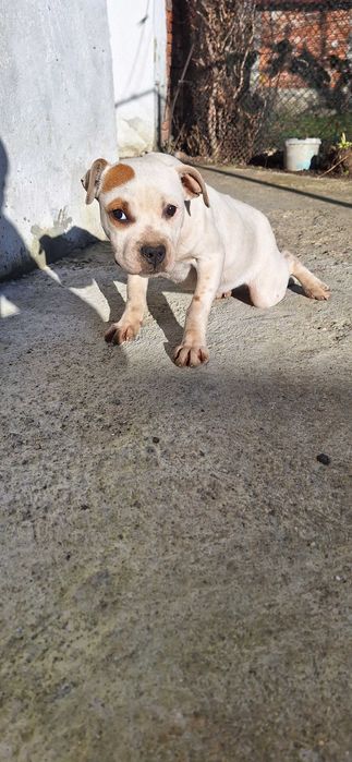 чустокръвен женски питбул