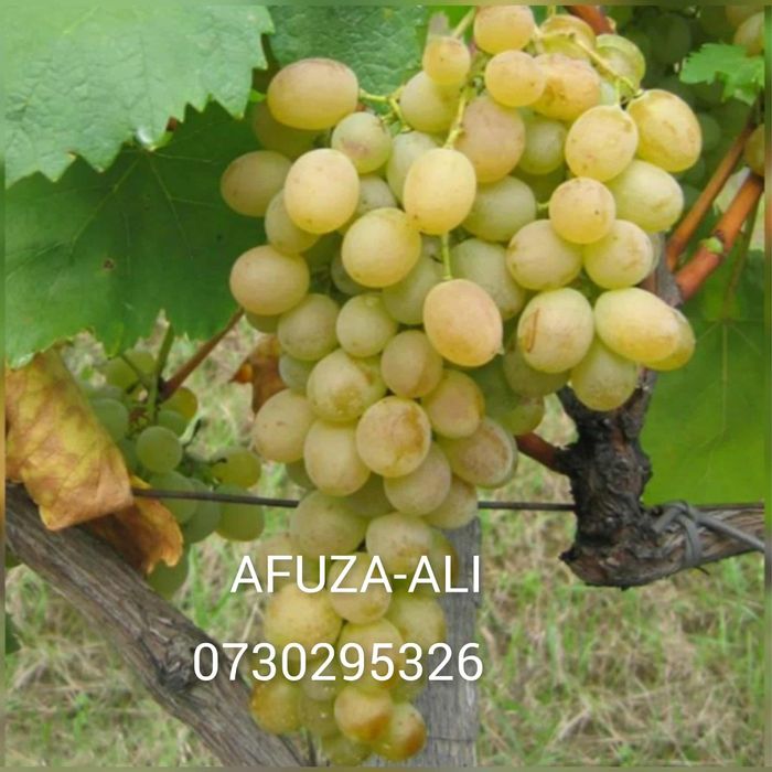 Vând Butași viță de vie Altoita și Hibrida anul 2 și 3  diferite soiur