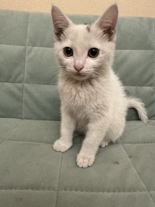 Отдам белого котенка (мальчик) в добрые руки