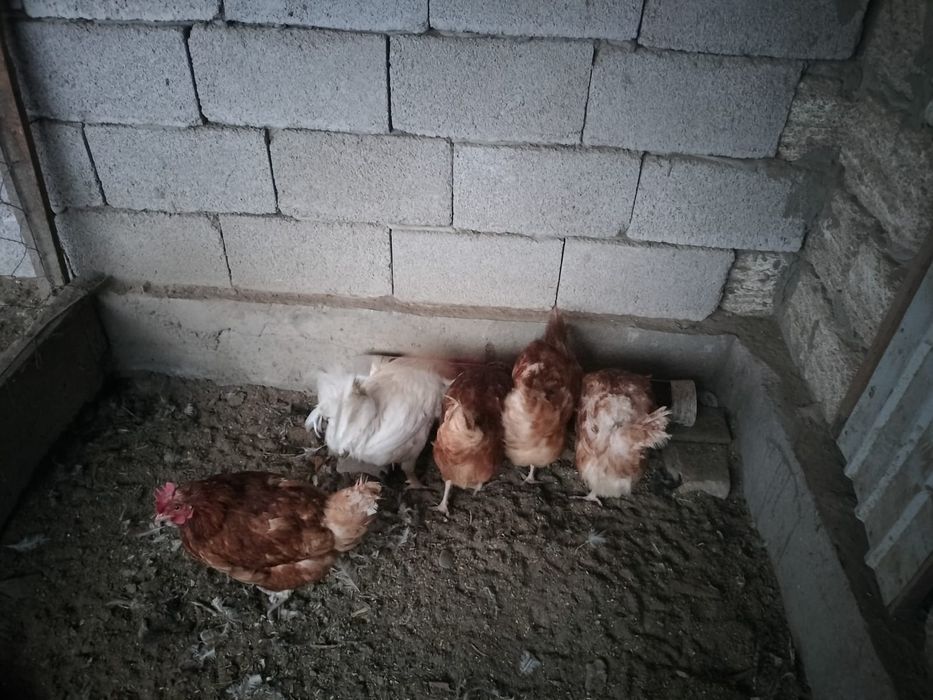 Тауыктар сатылады