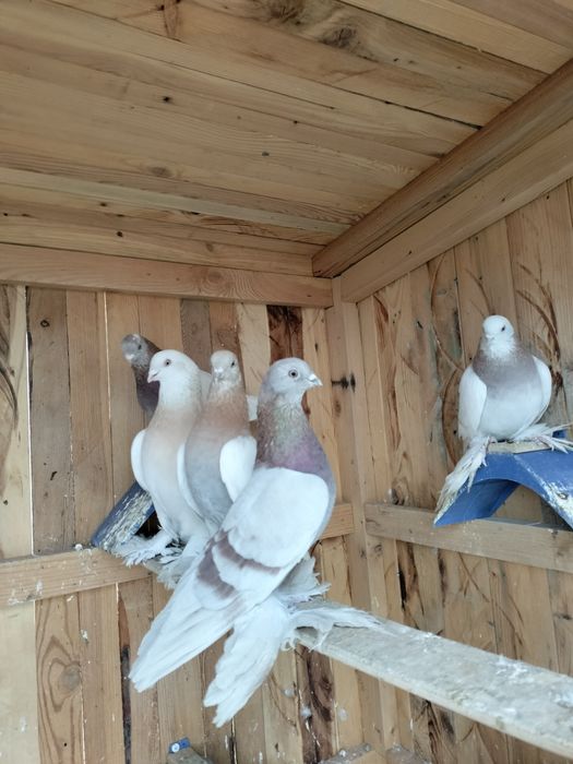Продам голубей, голуби продажа