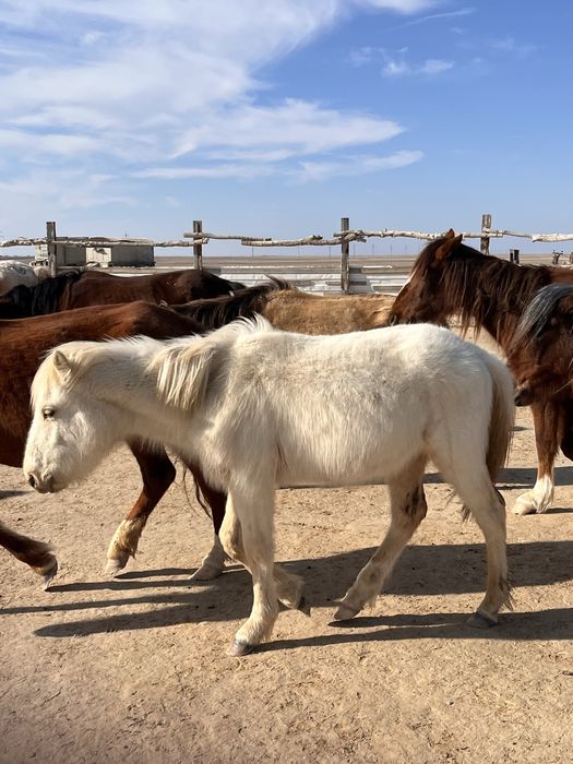 Тайлар сатылады