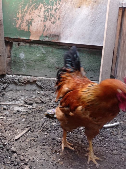 Продам петух,в мае будет  1 год,