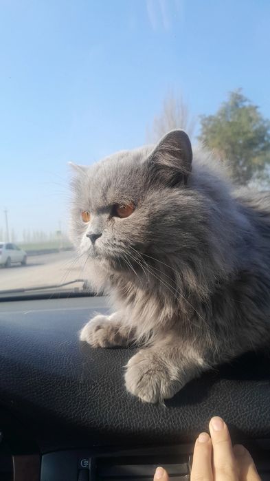 Vyazka mushuk scotish straight britanskiy