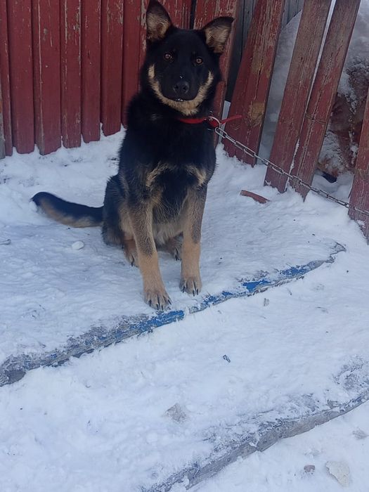 Овчарка сторожевая