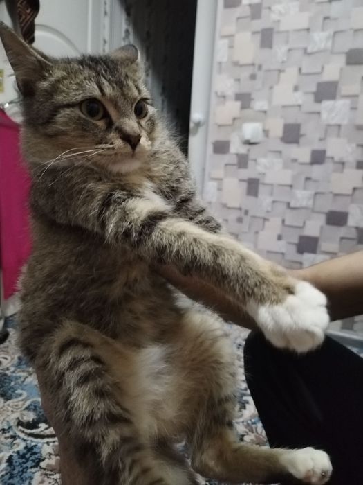 Отдадим только в добрые  руки