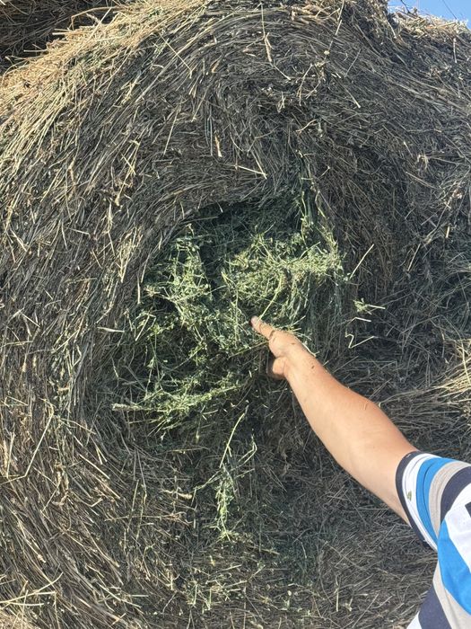 baloti lucerna 100/150/250 ron