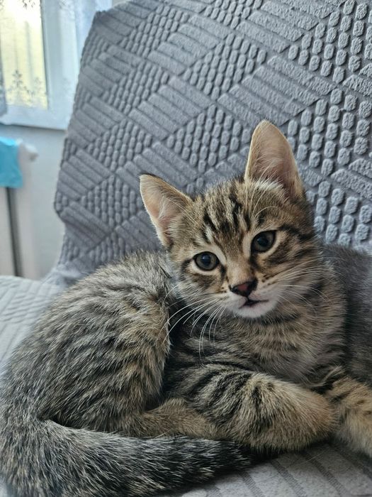 Отдам котят в добрые руки
