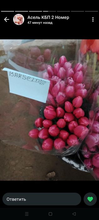 Тьюльпаны оптом от 300 тенге