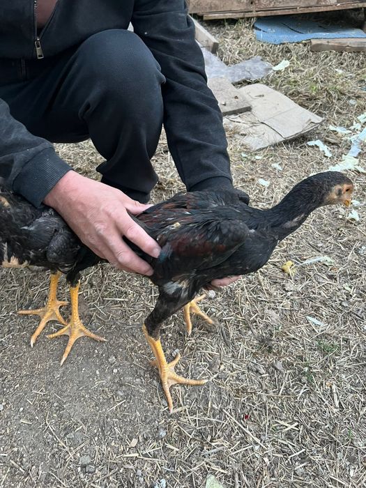 Даканы Жужики корейцы