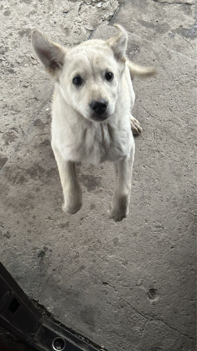 Отдам даром щенка