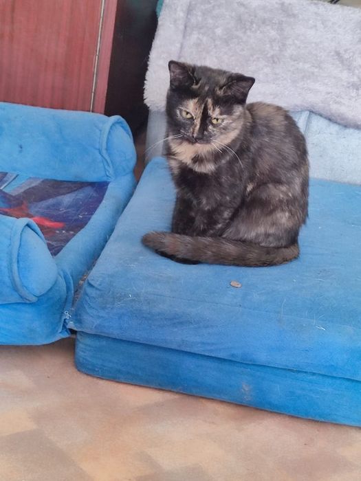 Отдам в добрые руки 2х кошечек