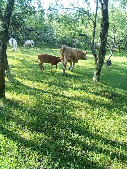 Jurinca cu vițel