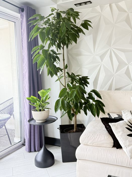 Корица дерево экзот