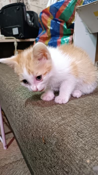 Котёнок ищет дом