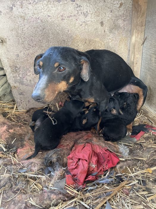 Охотничья порода ягдтерьер