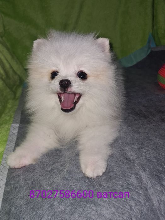 Продам щенка шпица.