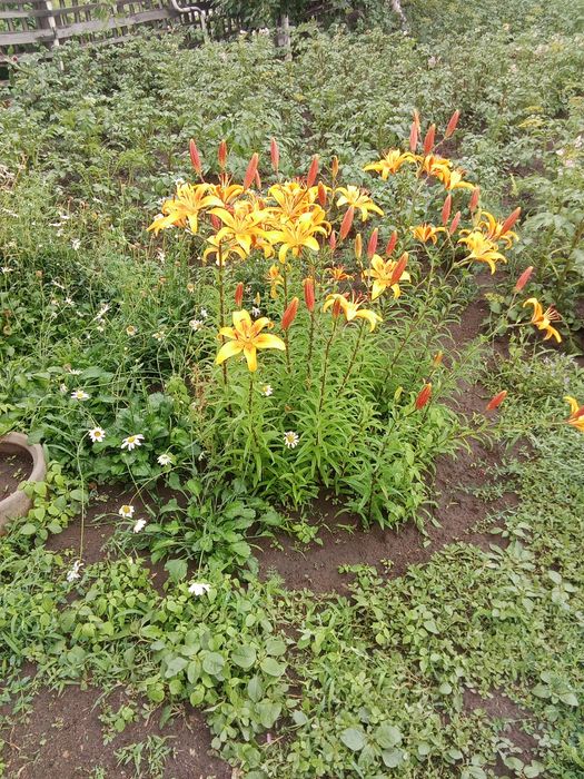 Продам дачу сад Здоровье, для ИЖС ,сад огород