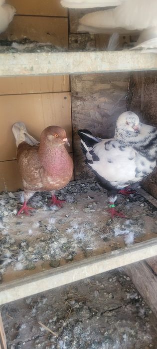 Vind porumbei texani kingi rotați  voiajori stil veichi