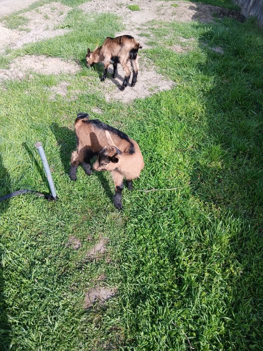 Se vinde capră cu doi pui alpin francez