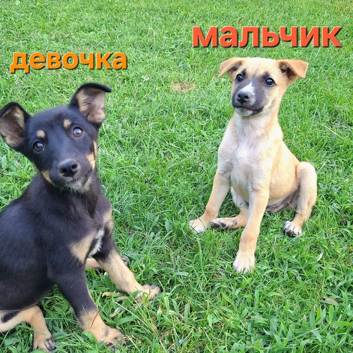 Щенки дворняжки отдам