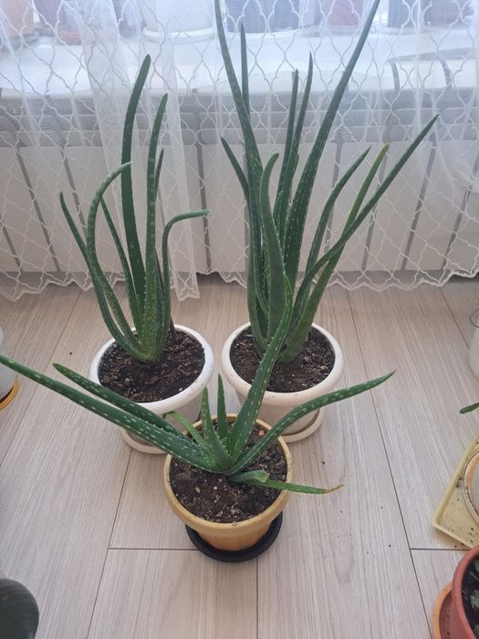 Продаю комнатные цветы