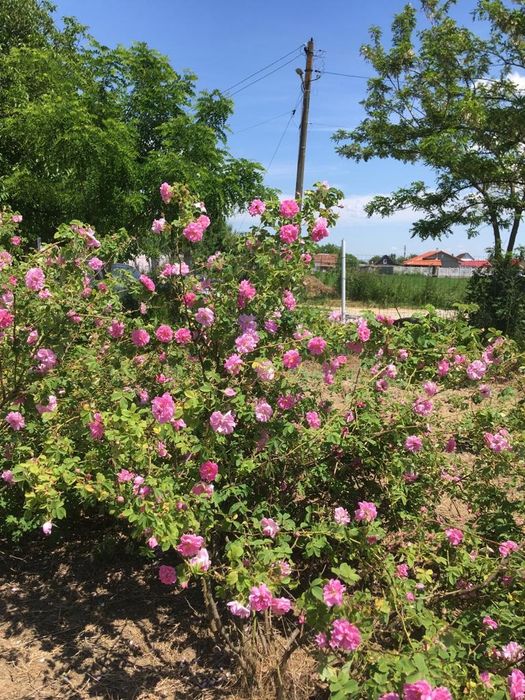 Butasi trandafiri Rosa Damascena (10 bucati)