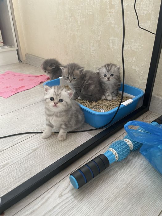 Продам Котята шотландские вислоухие