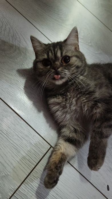 Британская кошка